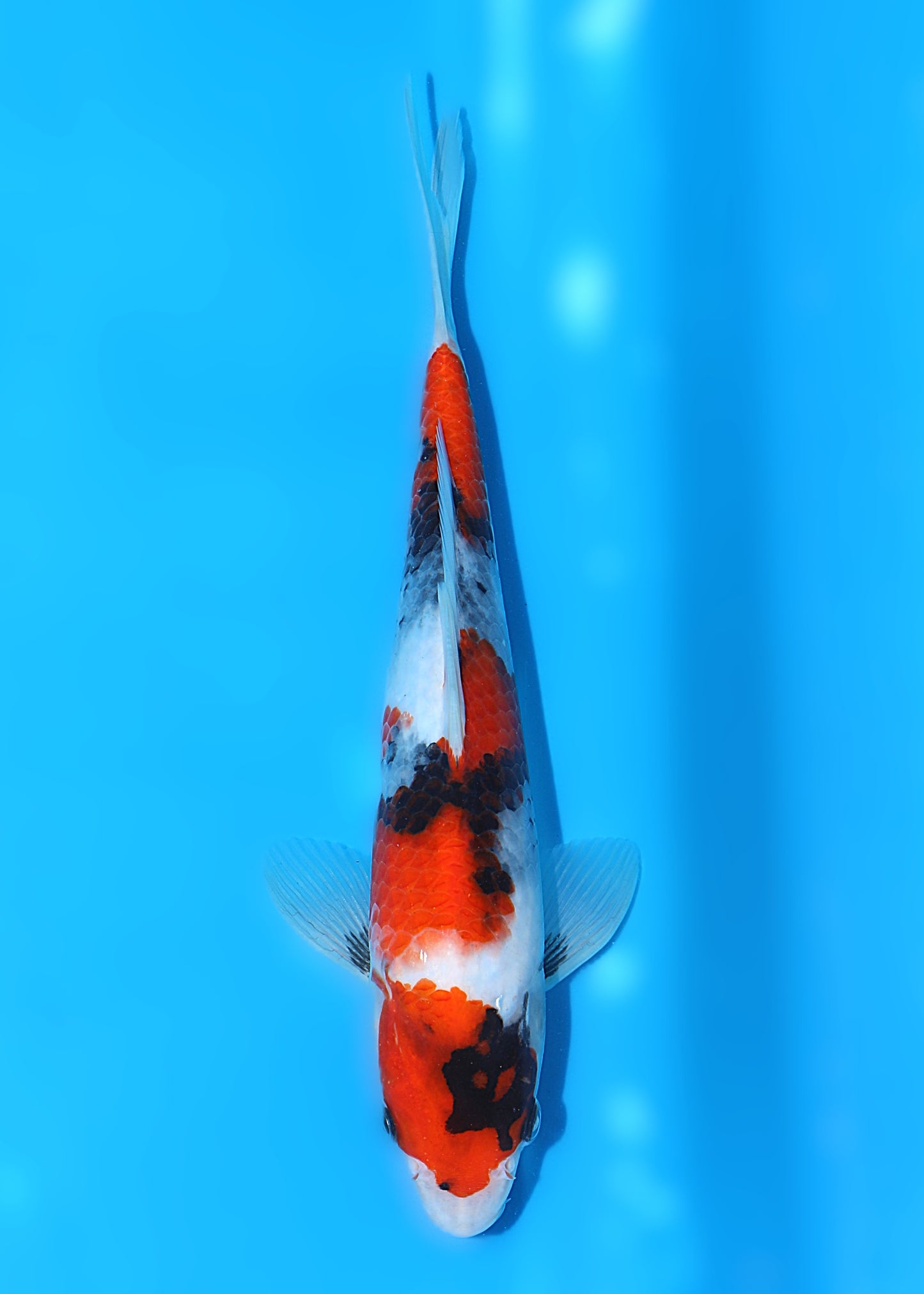 Prachtige Showa (Tosai, 26 cm) van de beroemde Marujyu Koi Farm. Een koi met kwaliteit en groeipotentie.