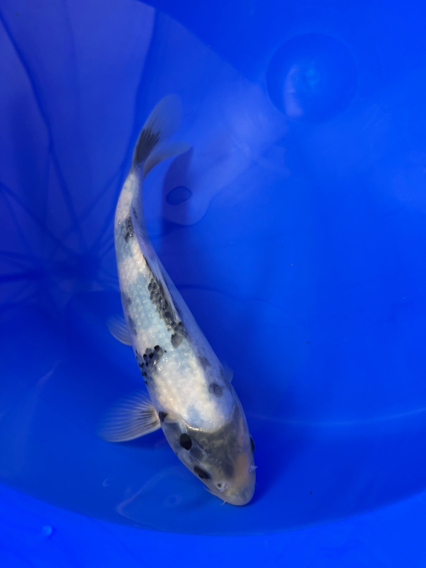 Prachtige Shiro Utsuri (Tosai, 26 cm) van de beroemde Omosako Koi Farm. Een koi met kwaliteit en groeipotentie.