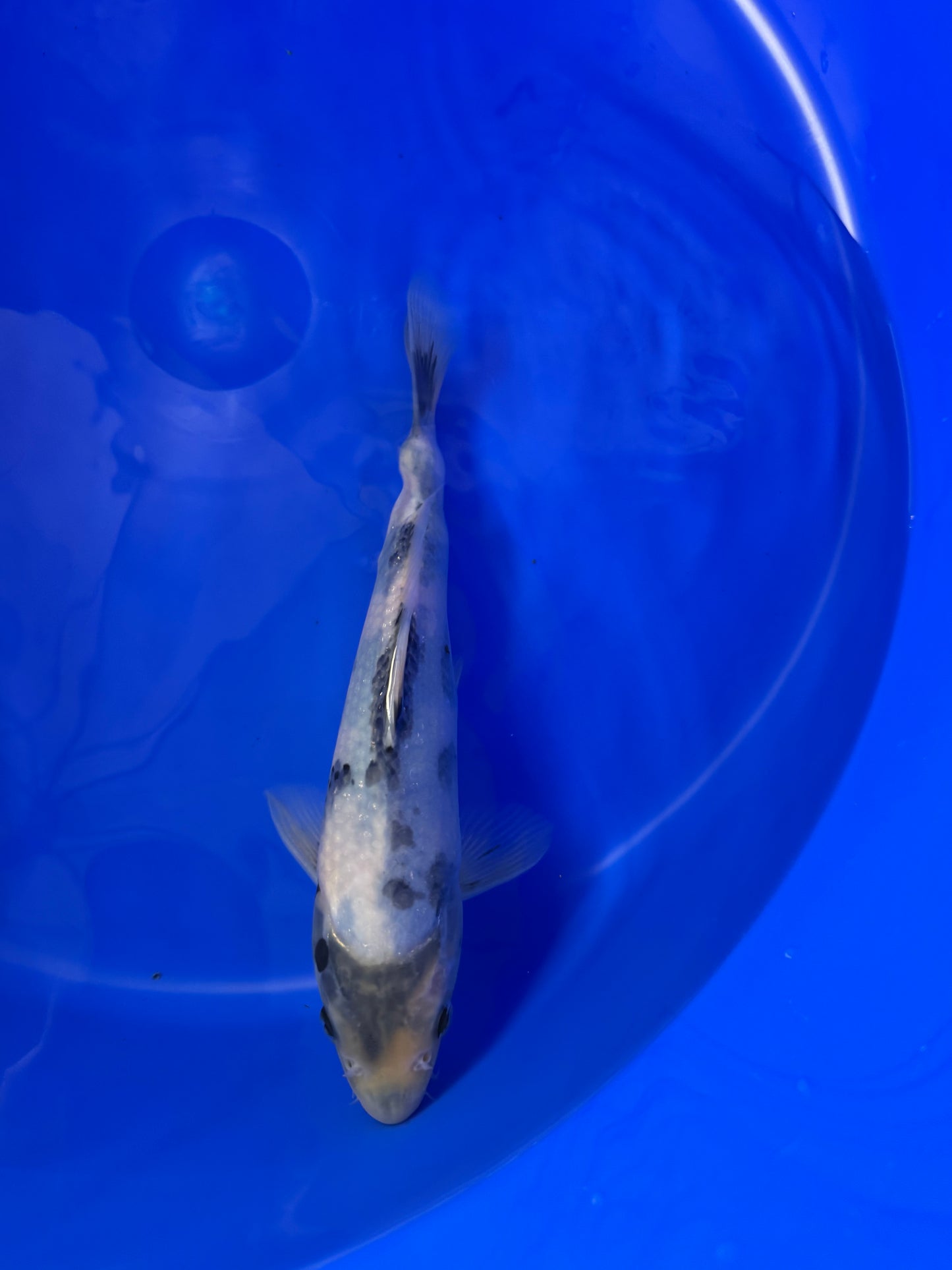 Prachtige Shiro Utsuri (Tosai, 26 cm) van de beroemde Omosako Koi Farm. Een koi met kwaliteit en groeipotentie.