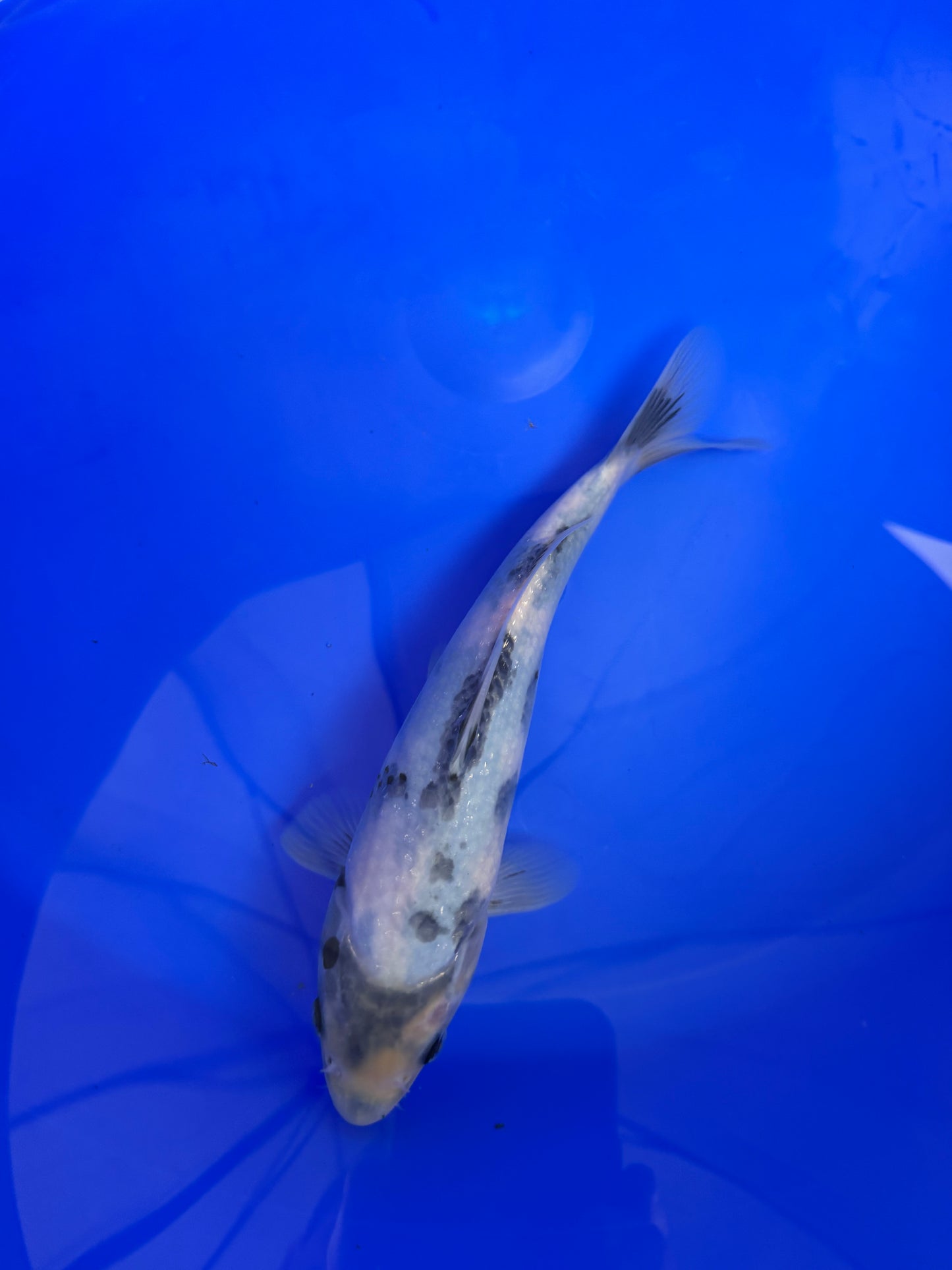 Prachtige Shiro Utsuri (Tosai, 26 cm) van de beroemde Omosako Koi Farm. Een koi met kwaliteit en groeipotentie.