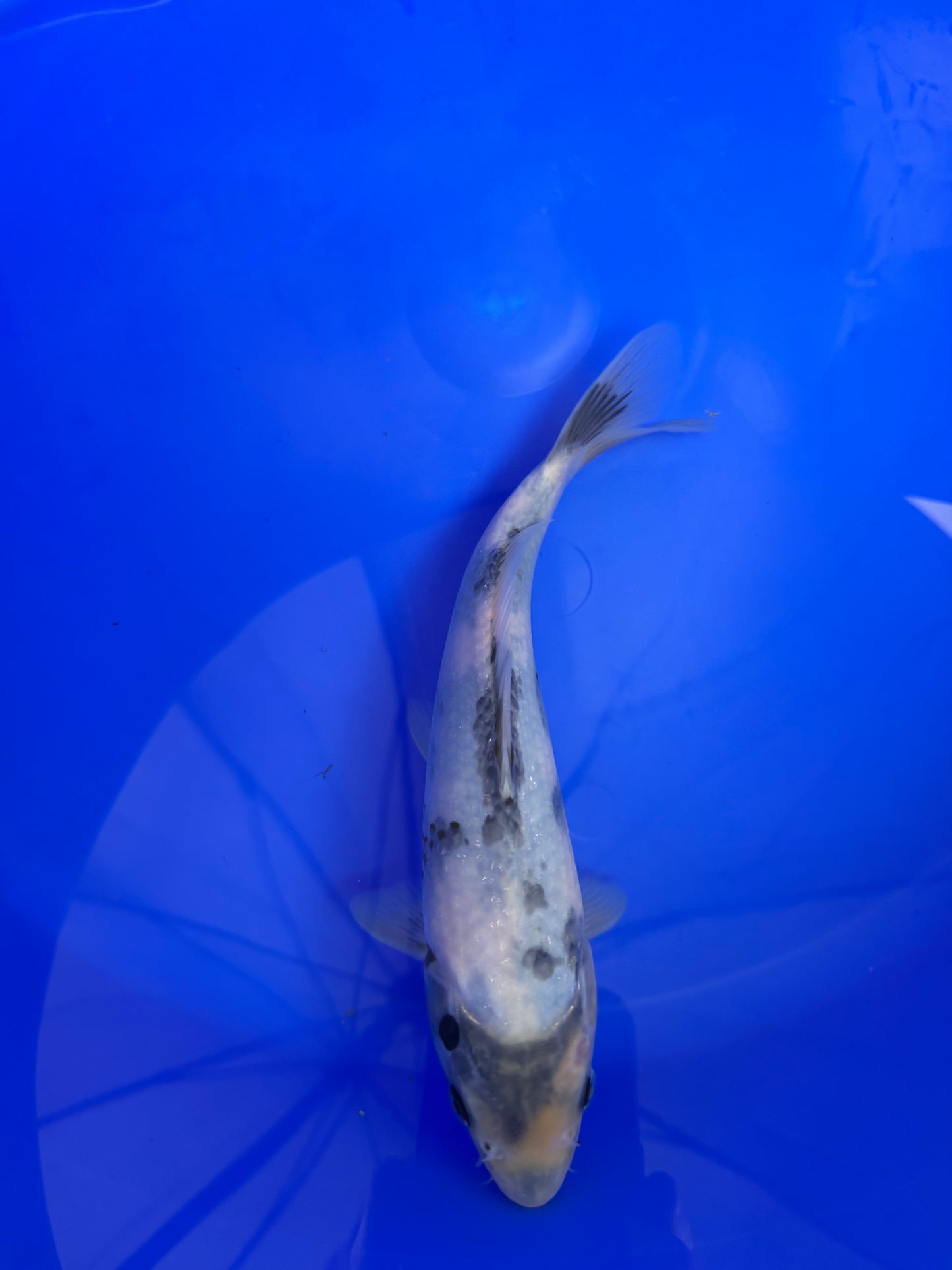 Prachtige Shiro Utsuri (Tosai, 26 cm) van de beroemde Omosako Koi Farm. Een koi met kwaliteit en groeipotentie.