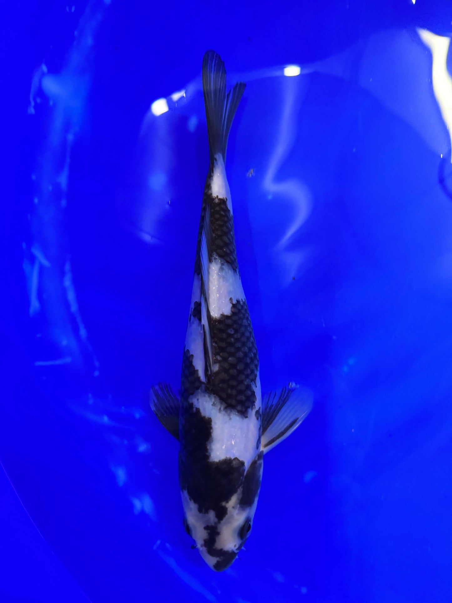 Prachtige Shiro Utsuri (Tosai, 29 cm) van de beroemde Omosako Koi Farm. Een koi met kwaliteit en groeipotentie.