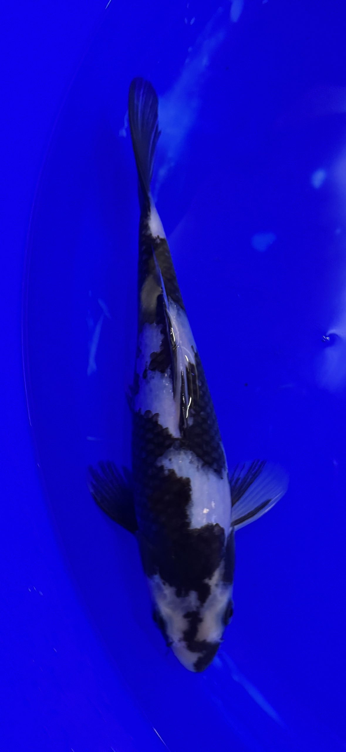 Prachtige Shiro Utsuri (Tosai, 29 cm) van de beroemde Omosako Koi Farm. Een koi met kwaliteit en groeipotentie.