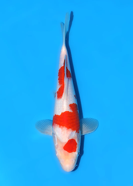 Prachtige Kohaku (Tosai, 28 cm) van de beroemde Marujyu Koi Farm. Inclusief officieel certificaat. Een koi met kwaliteit en groeipotentie