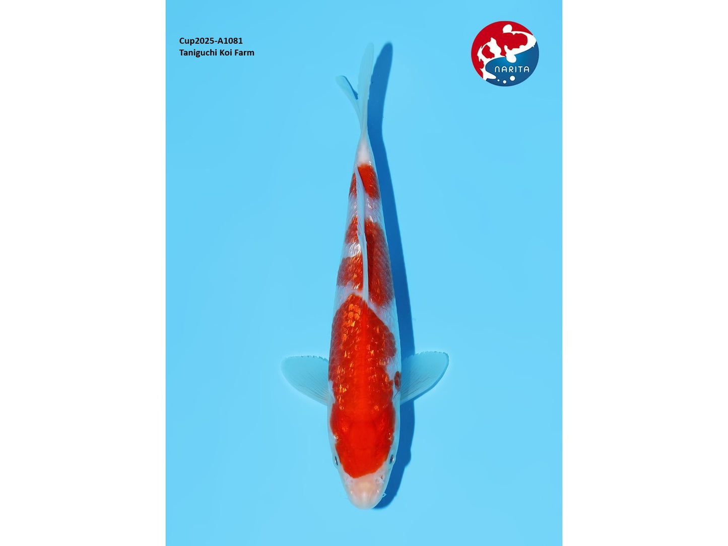 Prachtige Ginrin Kohaku  (Tosai, 17 cm) van de beroemde van Taiguchi Koi Farm.  Een koi met kwaliteit en groeipotentie.