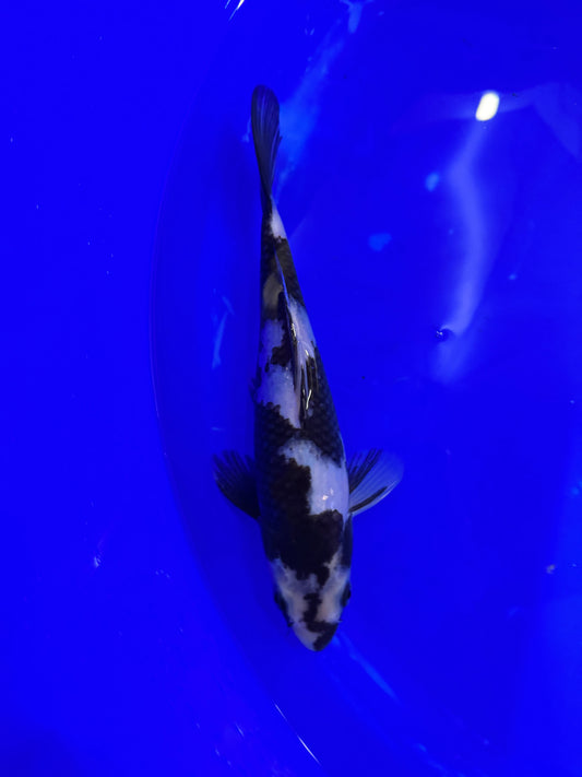 Prachtige Shiro Utsuri (Tosai, 29 cm) van de beroemde Omosako Koi Farm.  Een koi met kwaliteit en groeipotentie.