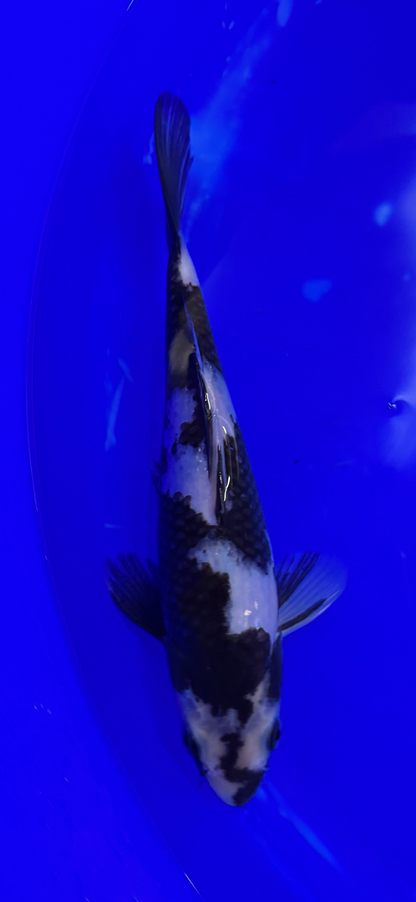 Prachtige Shiro Utsuri (Tosai, 29 cm) van de beroemde Omosako Koi Farm.  Een koi met kwaliteit en groeipotentie.