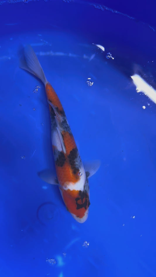 Prachtige Showa (Tosai, 26 cm) van de beroemde Marujyu Koi Farm.  Een koi met kwaliteit en groeipotentie.