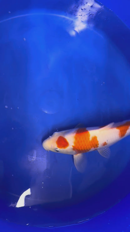 Prachtige Kohaku (Tosai, 28 cm) van de beroemde Marujyu Koi Farm. Inclusief officieel certificaat. Een koi met kwaliteit en groeipotentie