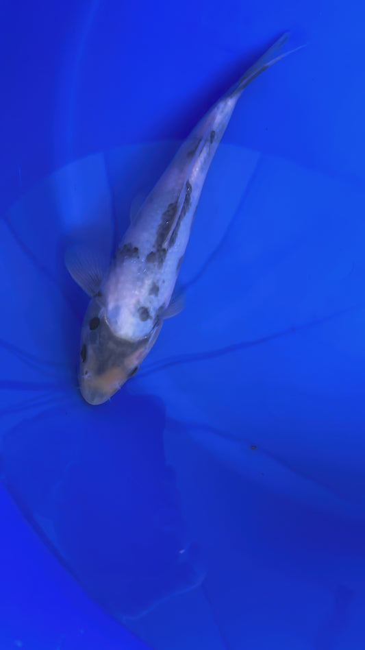 Prachtige Shiro Utsuri (Tosai, 26 cm) van de beroemde Omosako Koi Farm.  Een koi met kwaliteit en groeipotentie.