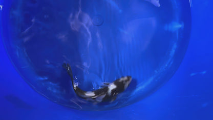 Prachtige Shiro Utsuri (Tosai, 29 cm) van de beroemde Omosako Koi Farm.  Een koi met kwaliteit en groeipotentie.